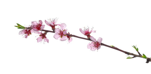 Spring flowers isolated on white, with clipping path