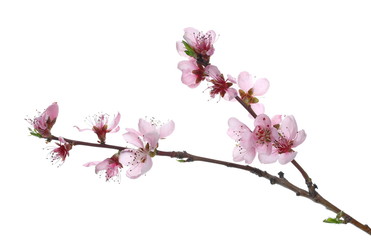 Spring flowers isolated on white, with clipping path