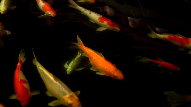 Koi fish or Amur carp fish slow motion swimming in pond. It more specifically nishikigoi and colored varieties of carp in outdoor pond or garden and waterfall. It golden red orange and yellow of body 