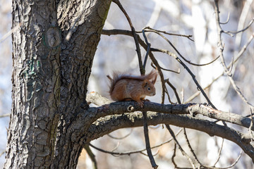 Red squirrel on a branch eating a nut.