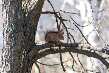 Red squirrel on a branch eating a nut.