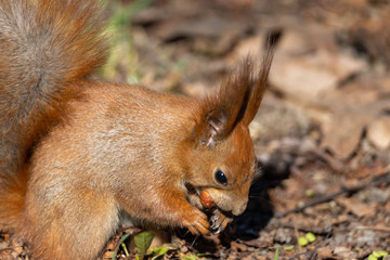 Naklejka na ściany i meble Red squirrel eating a nut on the ground