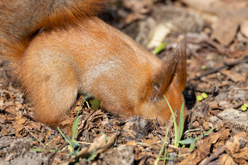 Red squirrel in the park hides a nut