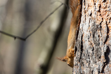 Red squirrel in the park goes down a tree