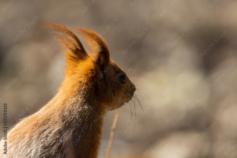 Wall mural Red squirrel in the park looks into the distance.