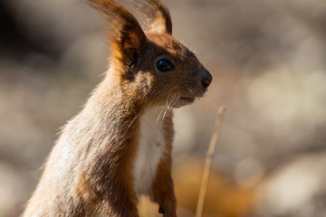 Red squirrel in the park looks into the distance.