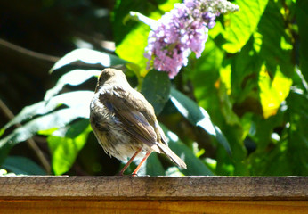 back of a cute  little bird