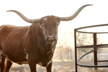 Texas longhorn cow looking at camera by round bale hay ring on farm.