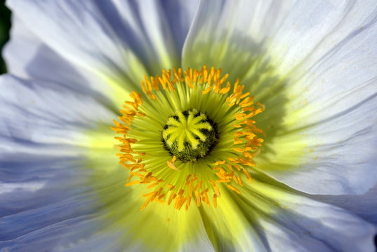 Wei&szlig;e Mohnbl&uuml;te von innen