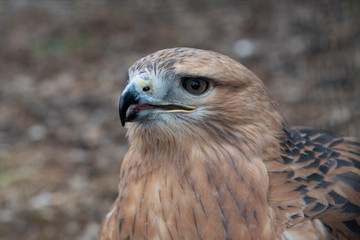 Buzzard buteo close up portrait raptor bird
