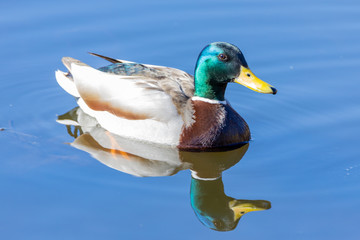 A male duck on a pond in a park.