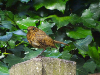 little cute bird