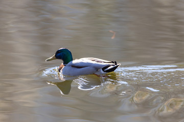 A male duck on a pond in a park.