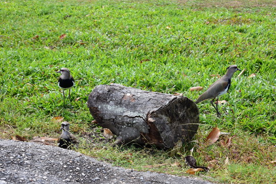 Southern Lapwing