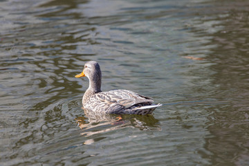 Duck on the pond in the park.