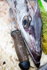 Eels on the fishing market, Essaouira Morocco