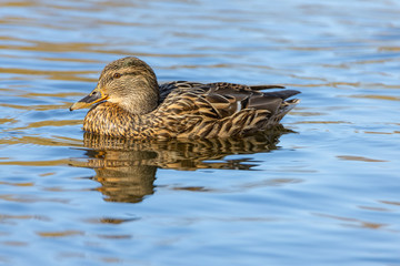 Female duck on a pond in a park.