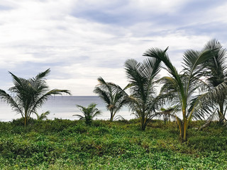Fototapeta na wymiar Beautiful tall palm trees on the beach
