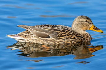 Female duck on a pond in a park.