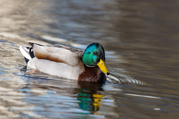 A male duck on a pond in a park.
