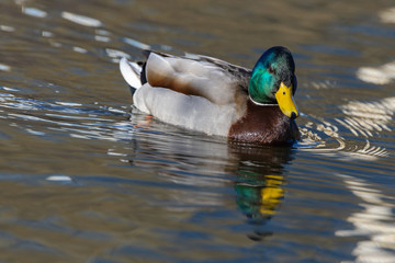 A male duck on a pond in a park.