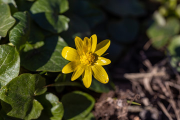 Yellow flower lesser celandine with green leaves.