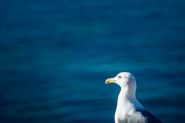 Portrait d'un goéland regardant la mer