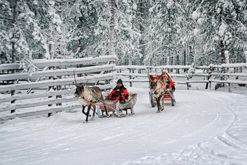 Racing reindeer sledges