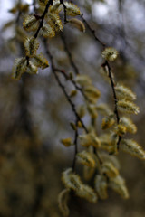 Trees in an urban park