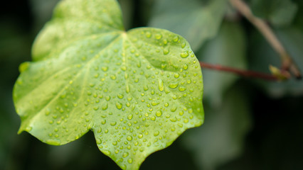 Lutes Leaf with Raindrops