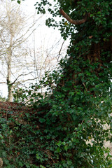 Trees in an urban park