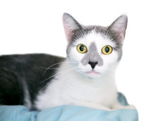 A wide-eyed gray and white domestic shorthair cat with dilated pupils, lying on a blanket