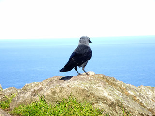 nice bird from the back