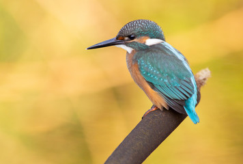 Kingfisher, Alcedo. Kingfisher sitting on a cattail