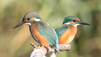 Kingfisher, Alcedo. Two young kingfishers peer into the river waiting for fish