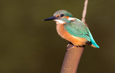 Kingfisher, Alcedo. Kingfisher sitting on a cattail on a dark background of the river