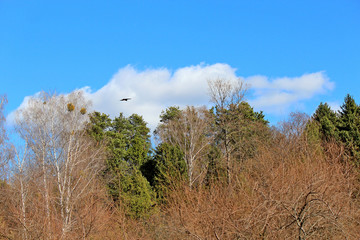 bird flight in the endless spring sky