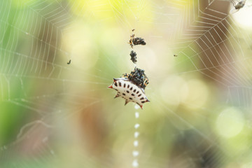 araña