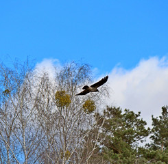 Fototapeta na wymiar bird flight in the endless spring sky