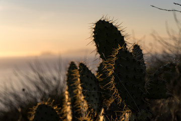 Spiky Silhouette over Ocean