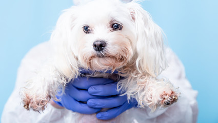 Male doctor veterinarian in blue rubber gloves holds a small maltese puppy in his hands at the clinic.