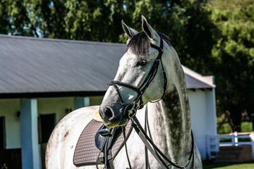 Equestrian portraits