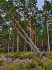 Deforestation effect Latvia, Jurmala, Europe. Higt angle view