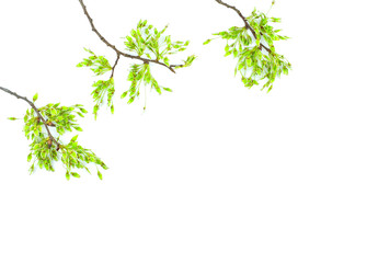 Blooming twigs of maple isolated on a white background.