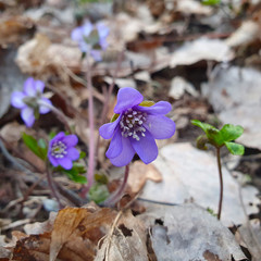 Hepatica Nobilis, Anemone hepatica, Hepatica, first spring flowers in the blurred background
