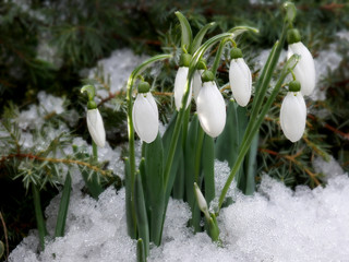 Still not quite blossoming flowers of the Galanthus plant of the Nivalis variety, often simply called a snowdrop, on background of branches of conifers in snow.