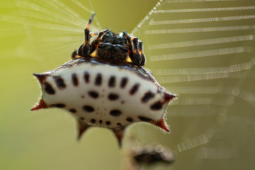 araña