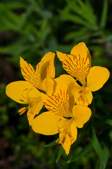 Flowers of Peruvian lily Alstroemeria aurea in the Conguillio National Park.