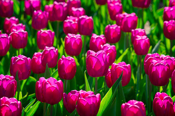 Sunlit ruby red tulip flowers on a flowerbed. Bright green leaves. Festive floral décor, pattern or background for your project.