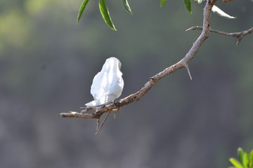 f noronha 